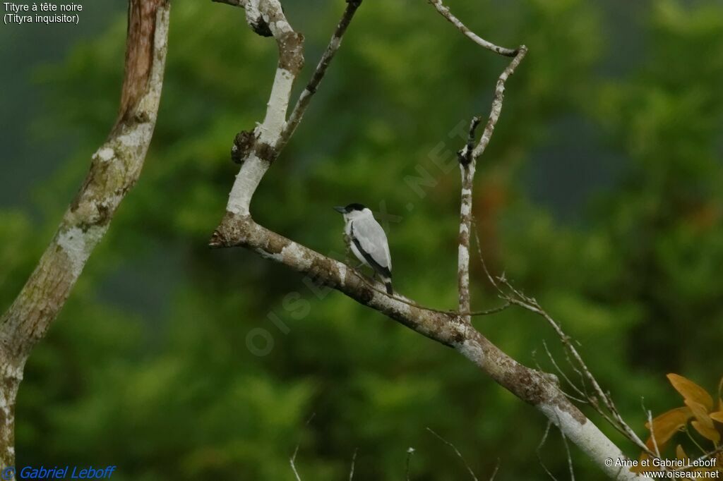 Black-crowned Tityraadult