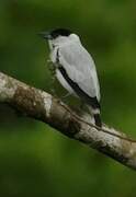 Black-crowned Tityra