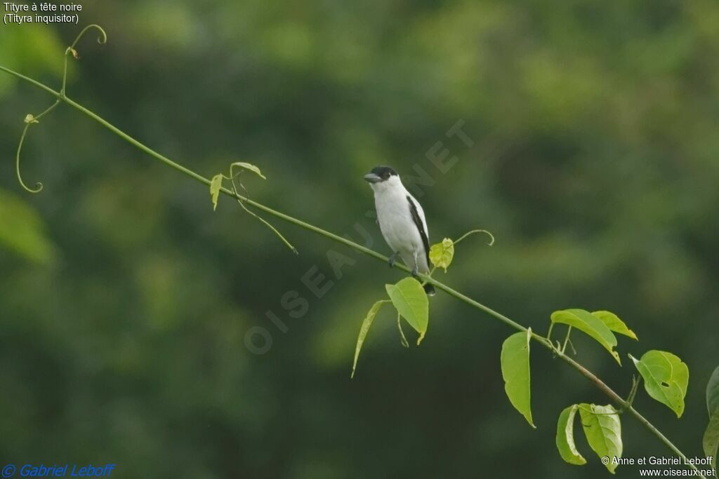 Black-crowned Tityra male adult