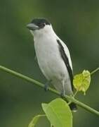 Black-crowned Tityra