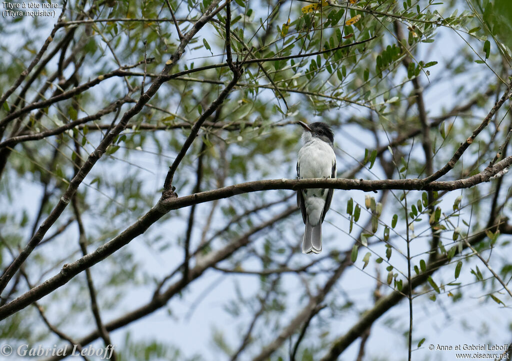 Black-crowned Tityra male