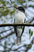 Black-crowned Tityra