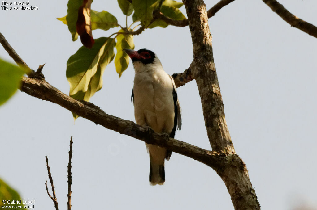 Masked Tityra