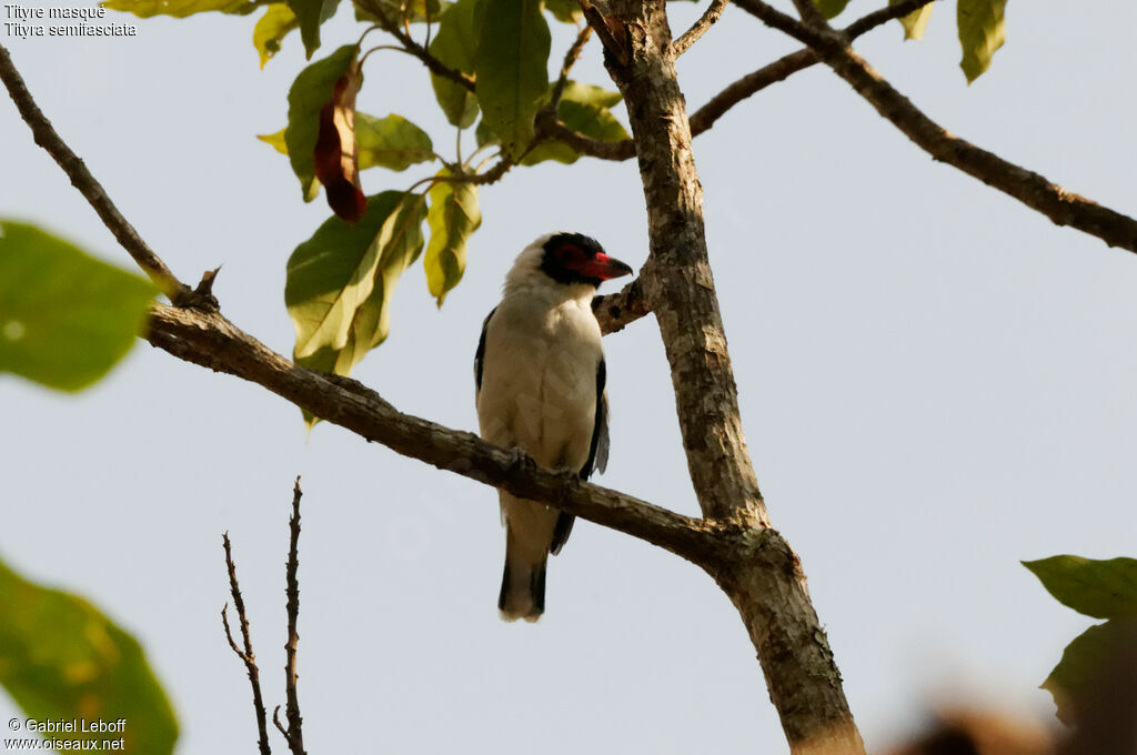 Masked Tityra