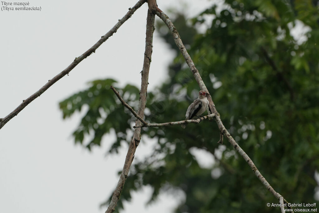 Masked Tityra female adult