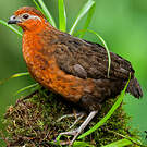 Tocro marron