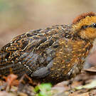 Tocro marron
