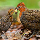 Tocro marron