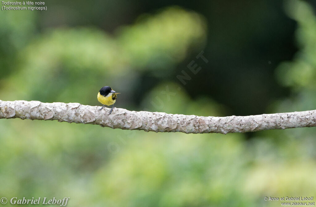 Black-headed Tody-Flycatcher male