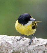 Black-headed Tody-Flycatcher