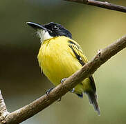 Black-headed Tody-Flycatcher