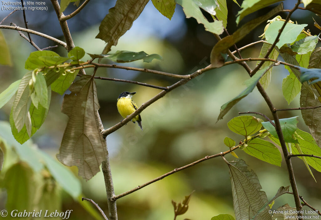 Black-headed Tody-Flycatcher