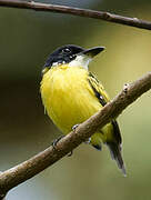 Black-headed Tody-Flycatcher