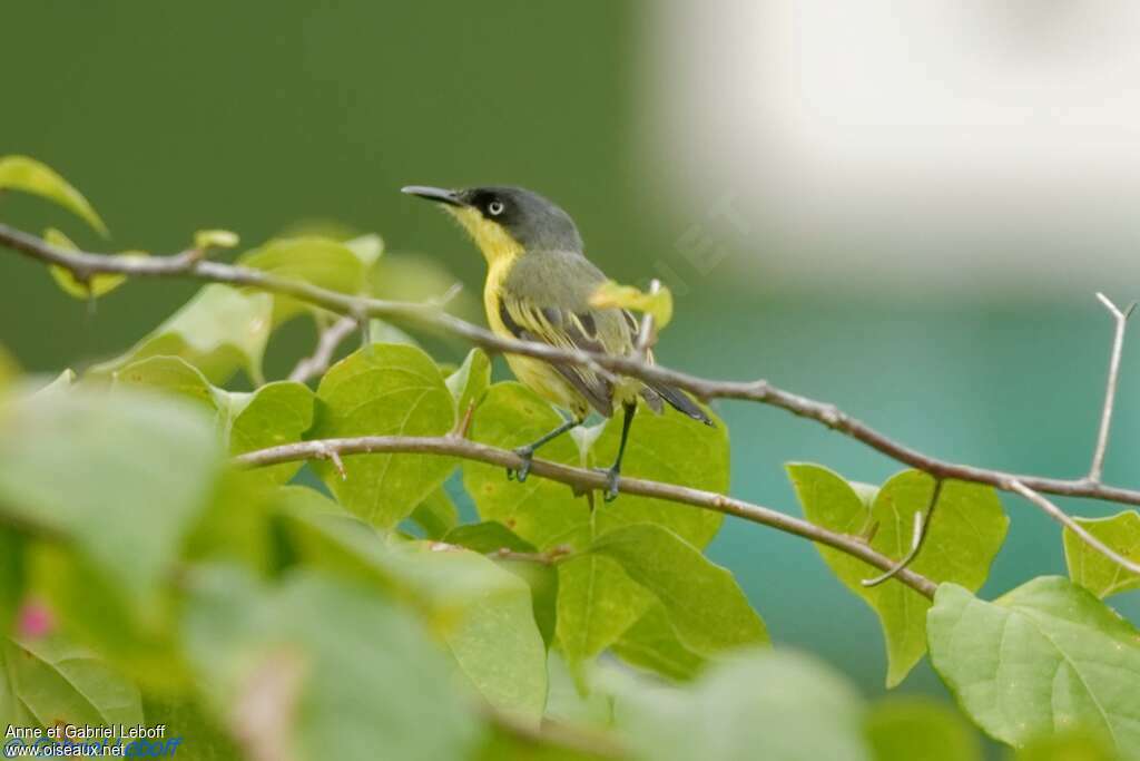 Common Tody-Flycatcher female adult, identification