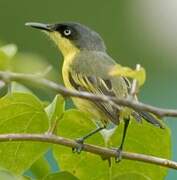 Common Tody-Flycatcher