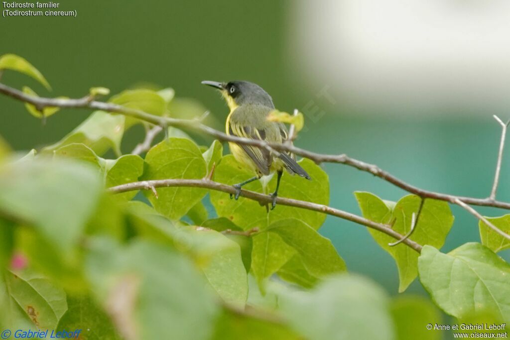 Common Tody-Flycatcheradult