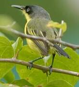 Common Tody-Flycatcher