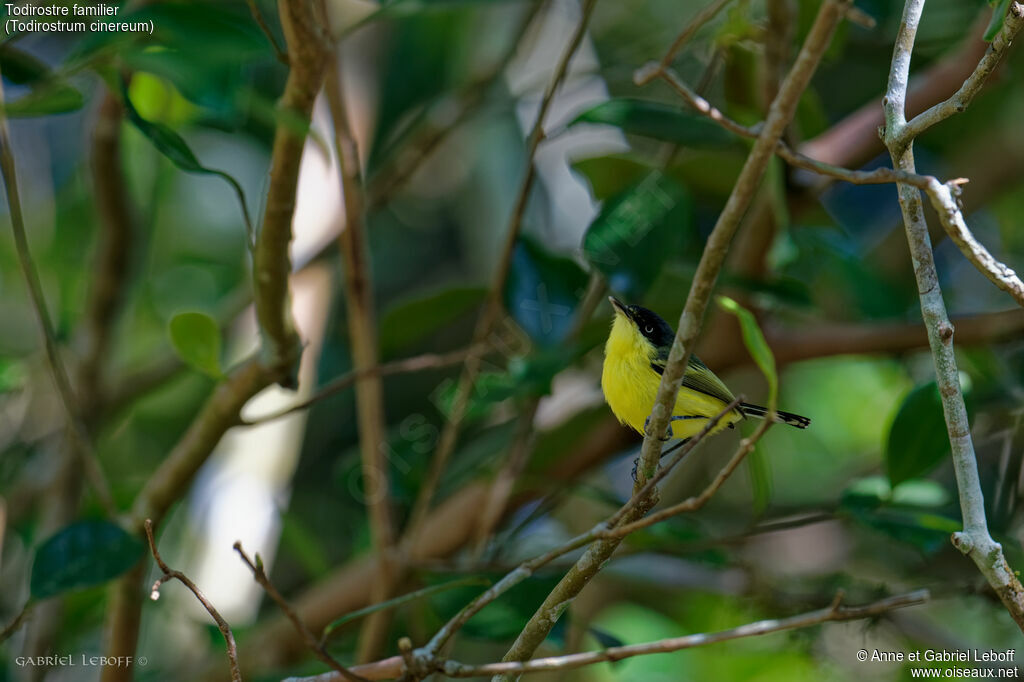 Common Tody-Flycatcher