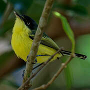 Common Tody-Flycatcher