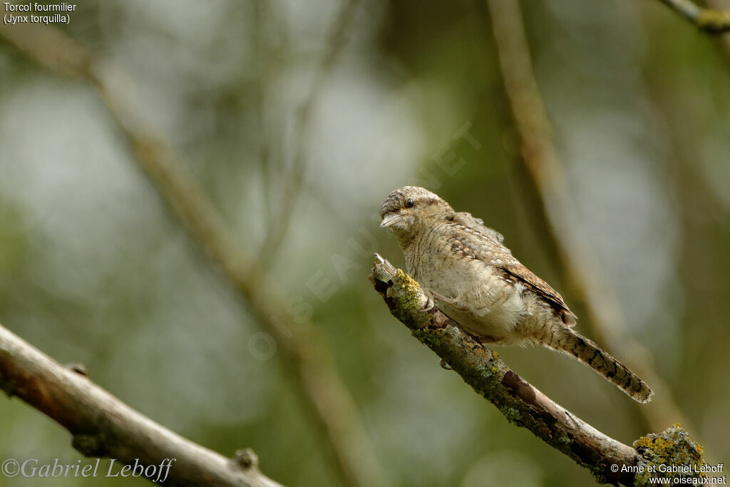 Eurasian Wryneck