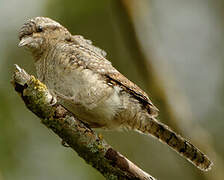 Eurasian Wryneck