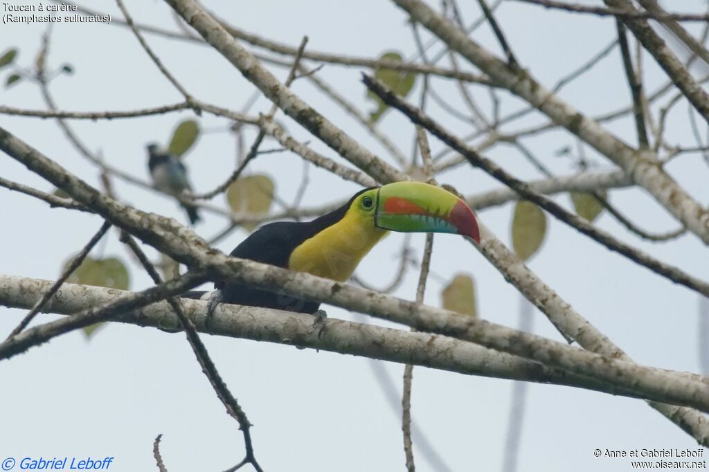 Toucan à carène