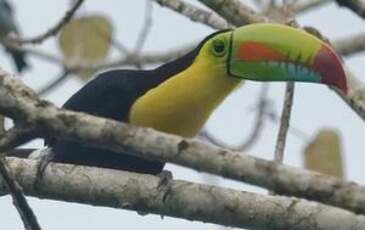 Toucan à carène