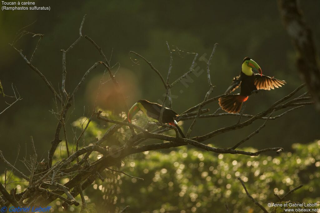 Keel-billed Toucan