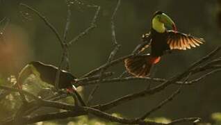 Keel-billed Toucan