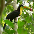 Toucan à carène