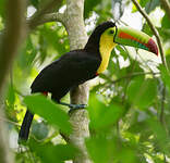 Toucan à carène