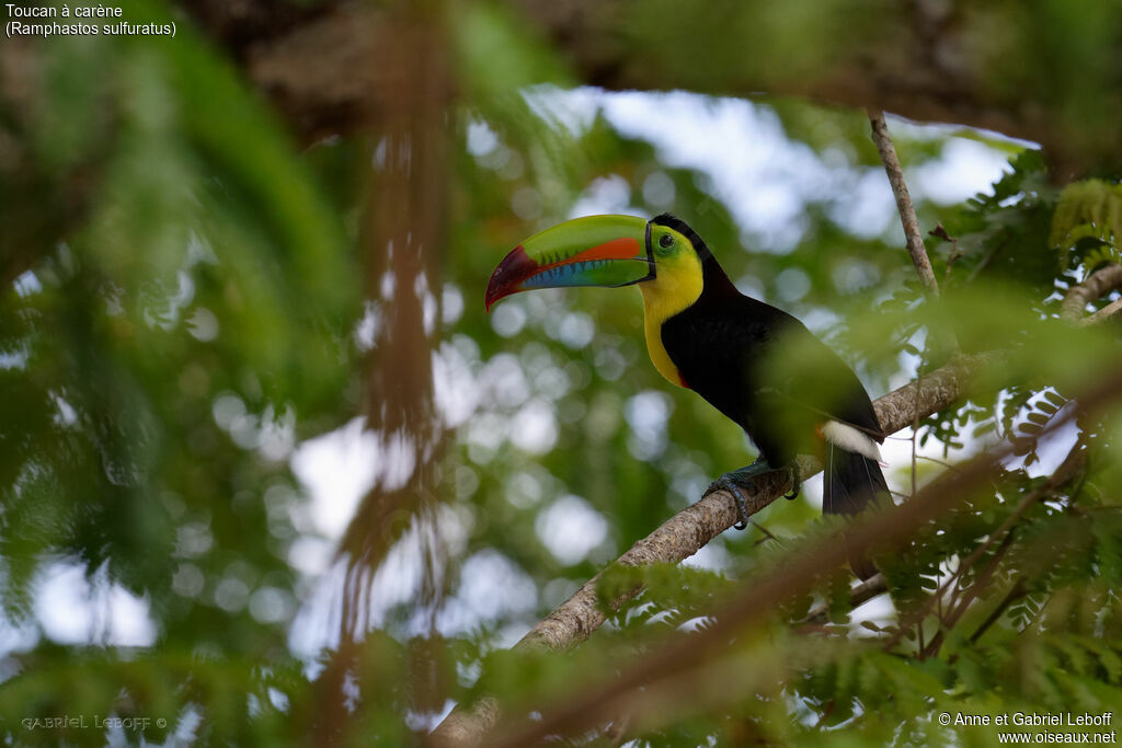 Toucan à carène