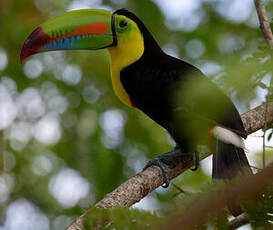 Toucan à carène