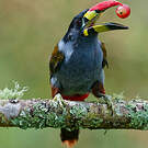 Toucan bleu