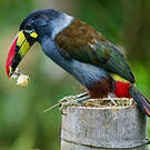 Toucan bleu