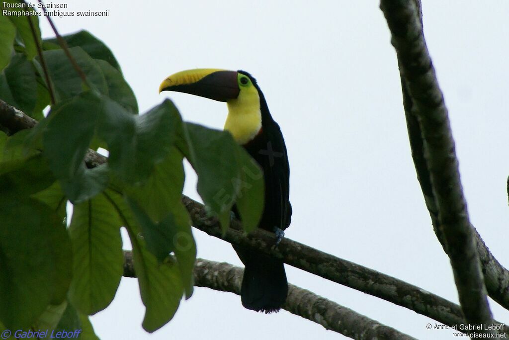 Yellow-throated Toucan (swainsonii)