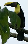 Yellow-throated Toucan (swainsonii)