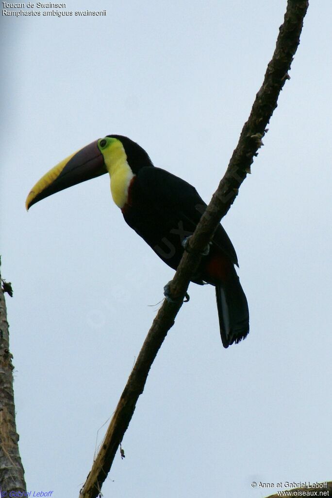 Yellow-throated Toucan (swainsonii)