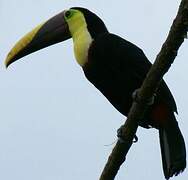 Yellow-throated Toucan (swainsonii)