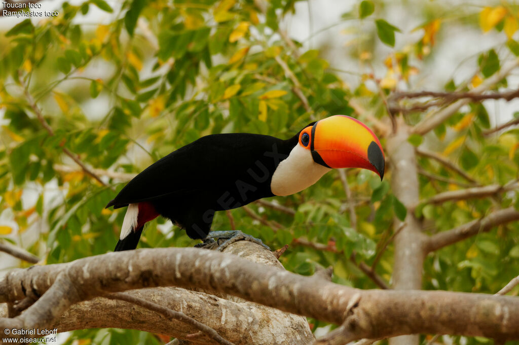 Toco Toucan