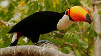 Toucan toco