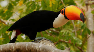 Toco Toucan