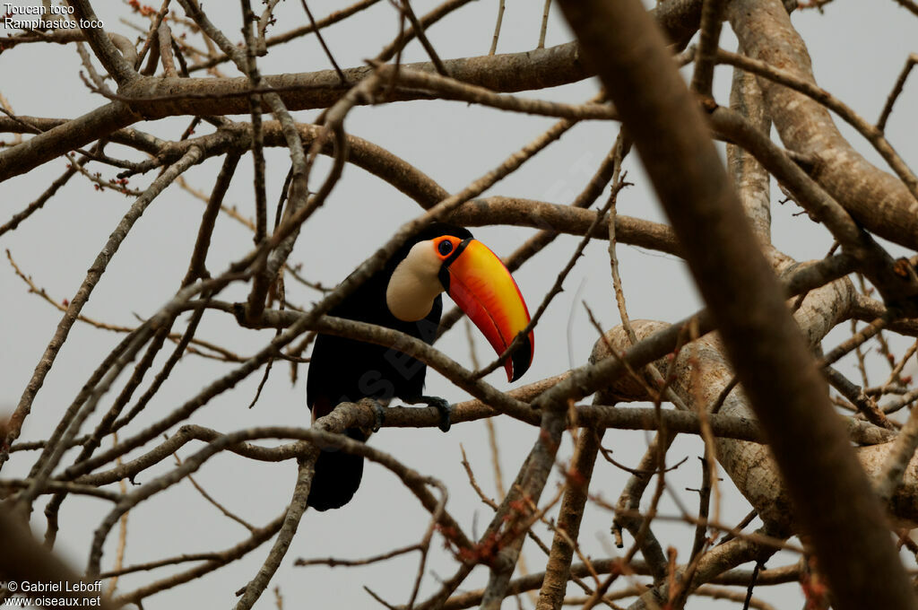 Toucan toco