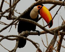 Toco Toucan