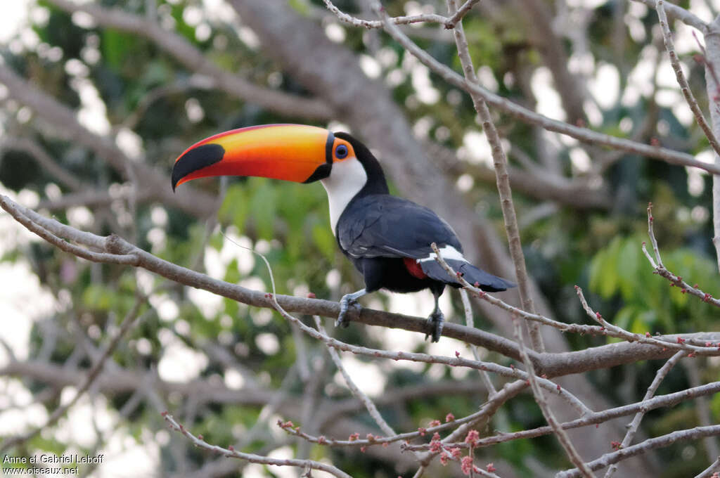 Toco Toucanadult, pigmentation