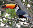 Toucan toco