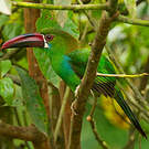 Toucanet à croupion rouge