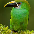Toucanet à gorge blanche