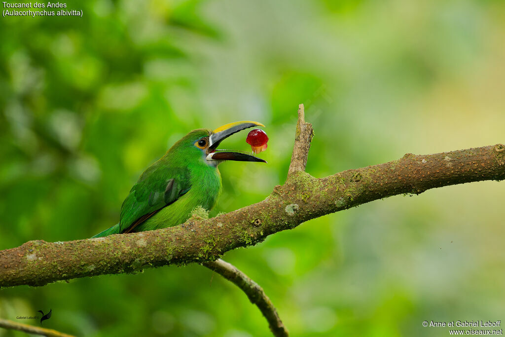 Toucanet à gorge blanche adulte, mange