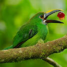 Toucanet à gorge blanche